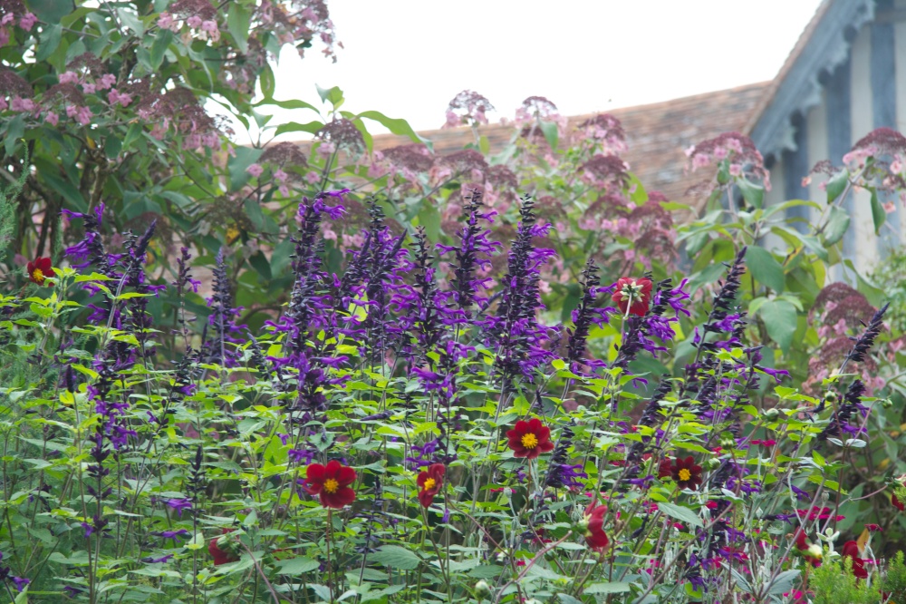 pyschadelic salvia and mexican black