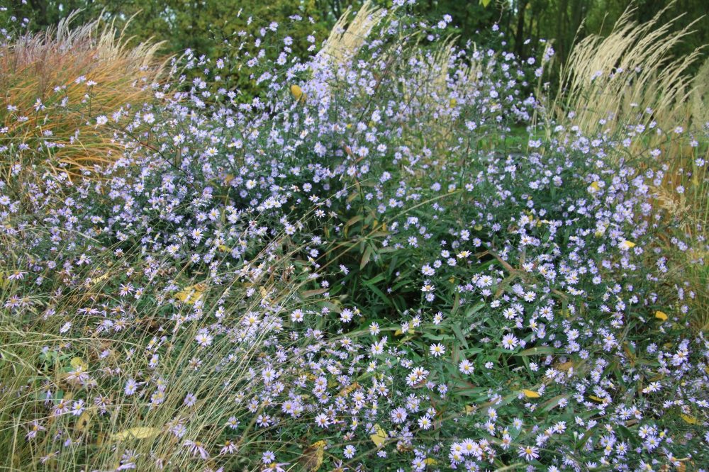 aster and grass