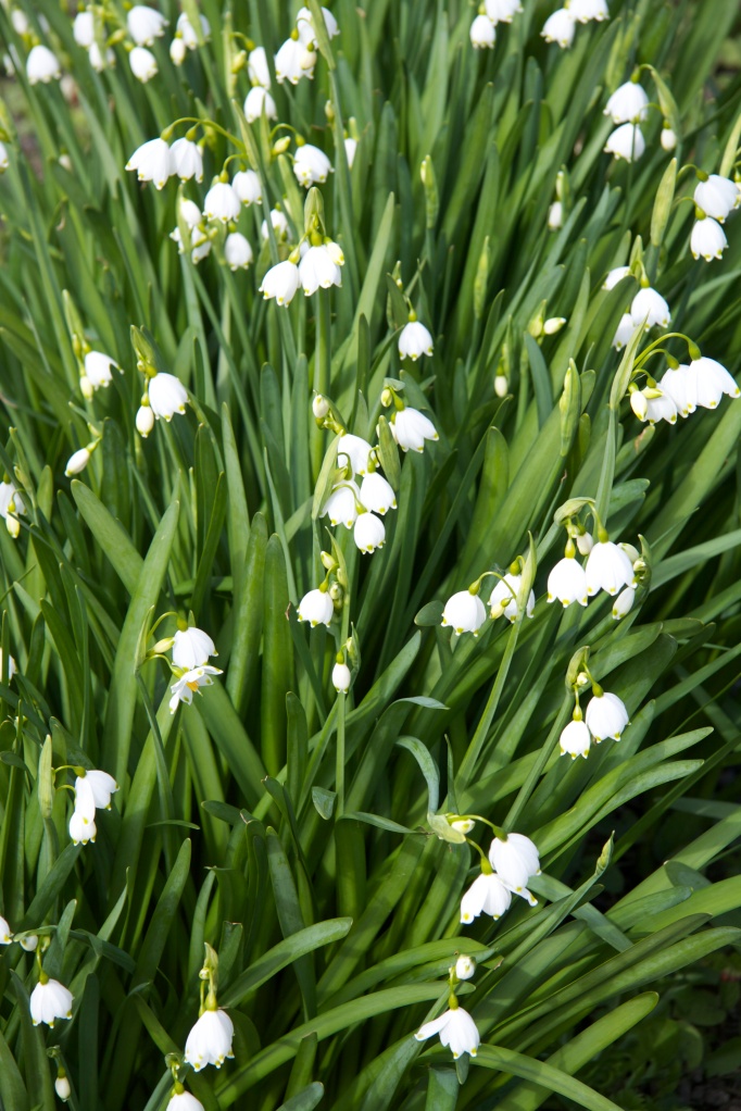 Lily of The Valley Bulbs for Planting - Stunning White Weeping Flowers - Fresh Leucojum Bulbs to Grow (10 Bulbs)