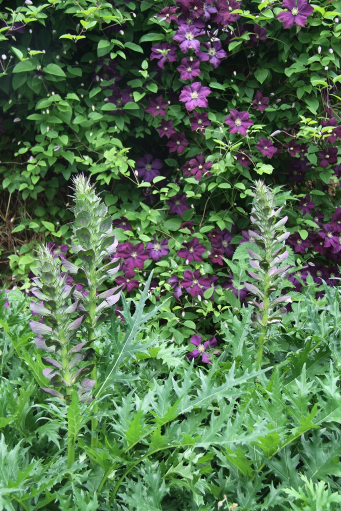 ACANTHUS AND CLEMATIS