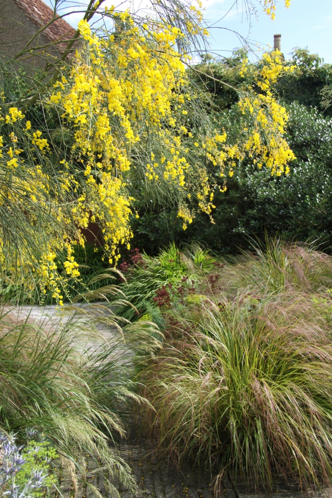 broom and grasses