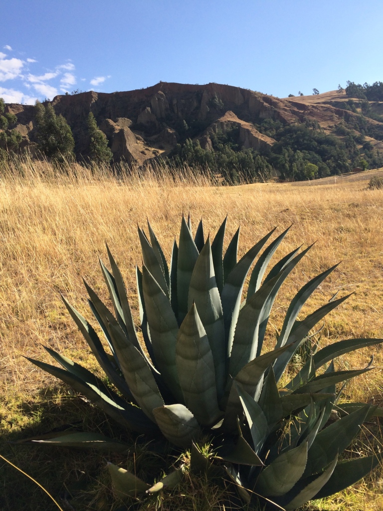 agave high andes