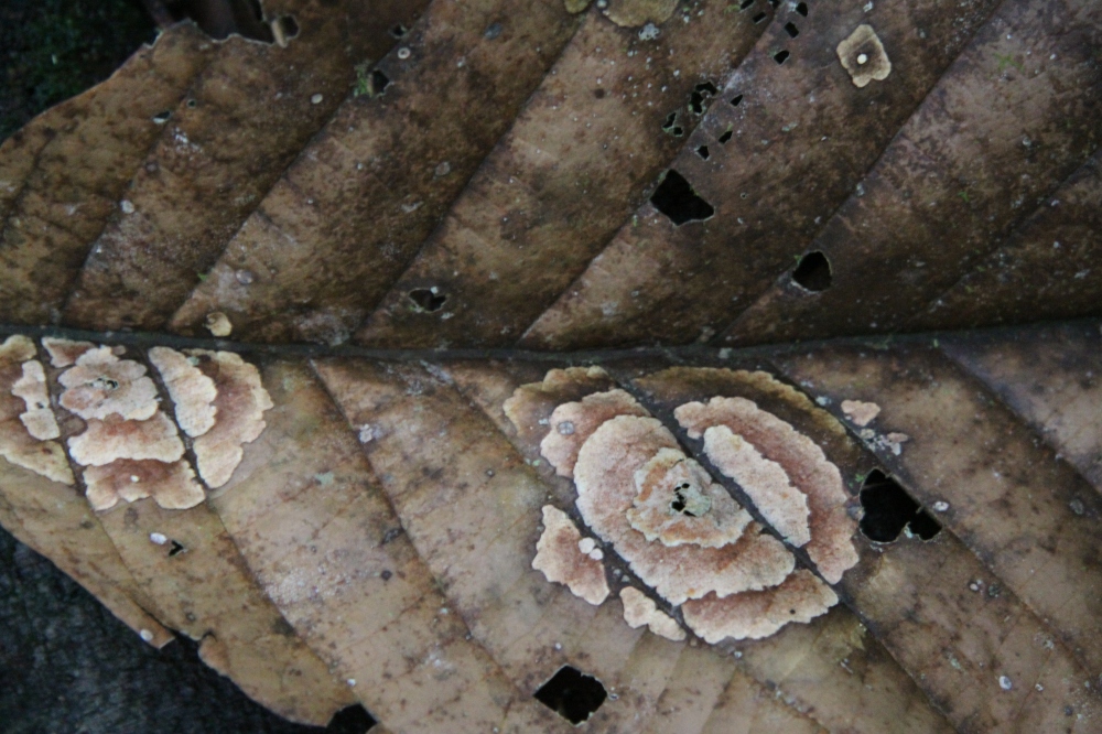 fungus leaf 1