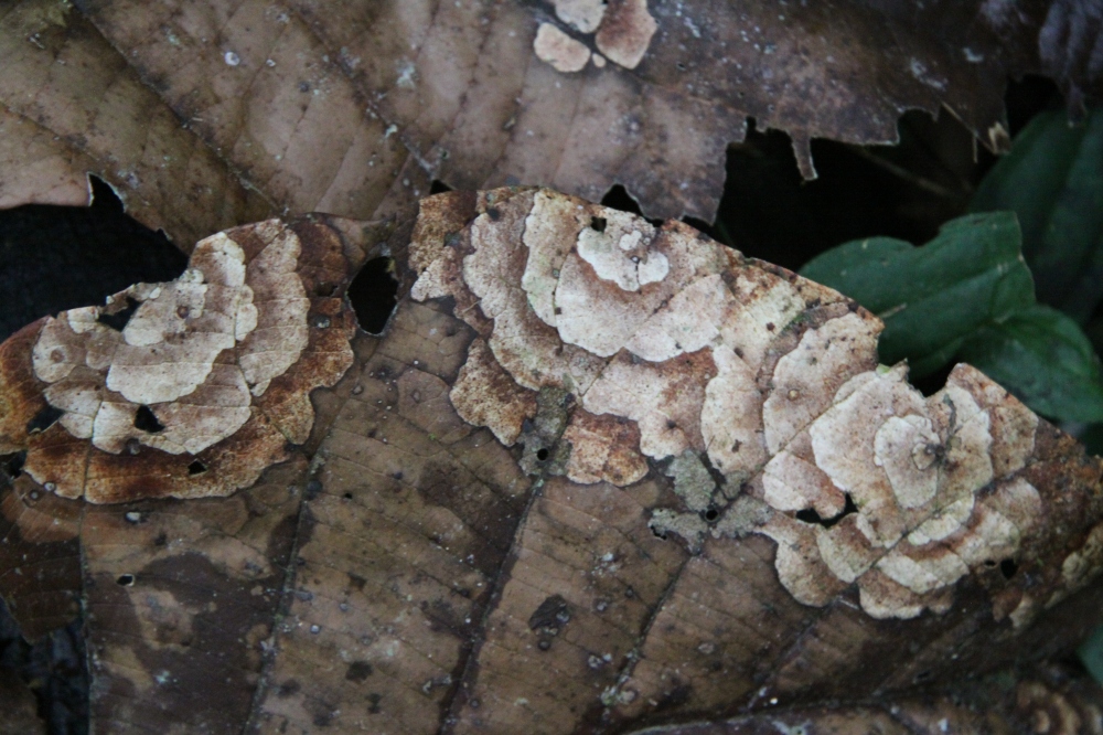 fungus leaf 2