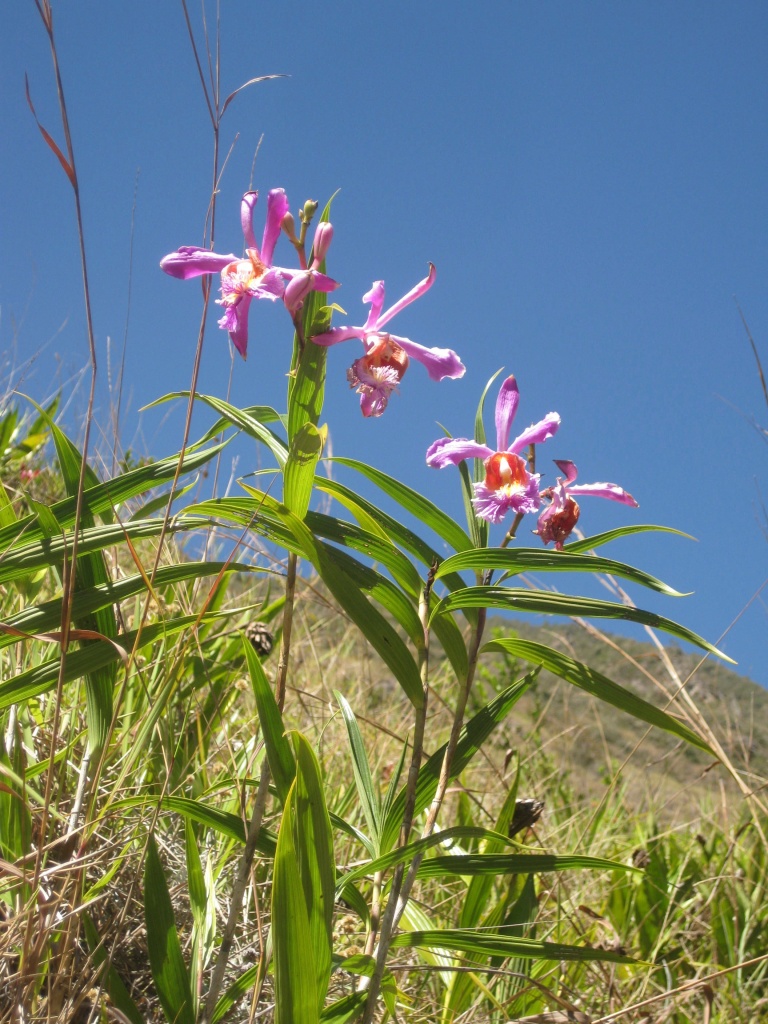 machu pichu orchid sobralia 55