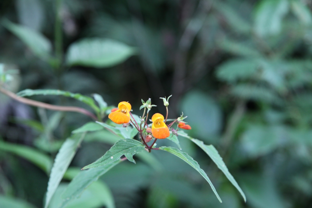 orange slipper plant