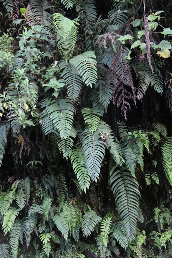 wall of fern