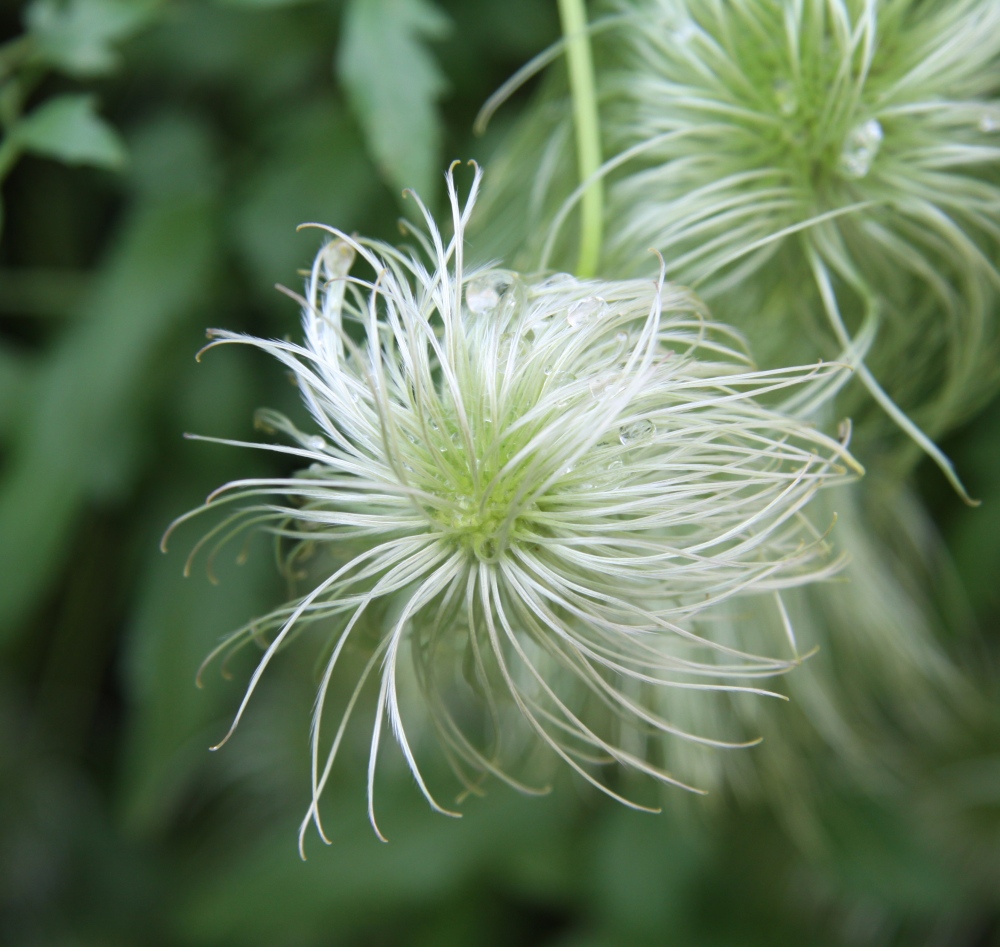 close up clematis seed head