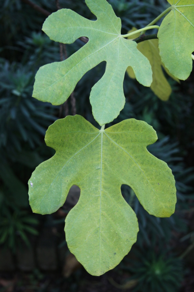 still Matisse green fig leaves