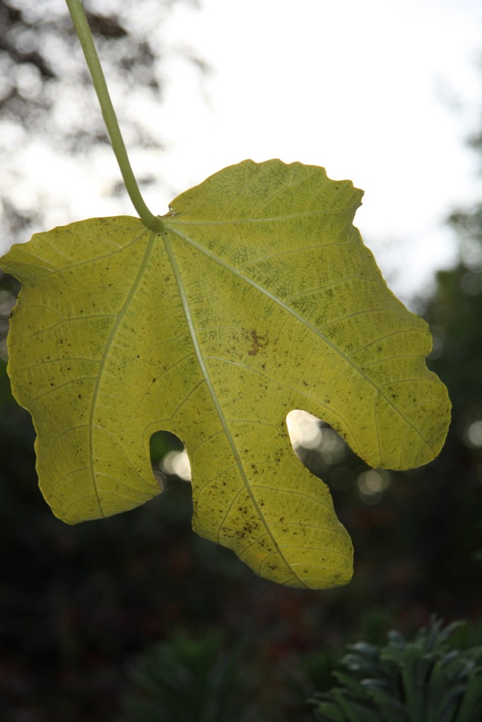 yellowed fig leaf