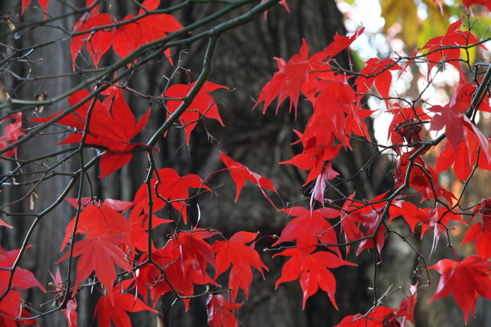 acer palmatum how red is red