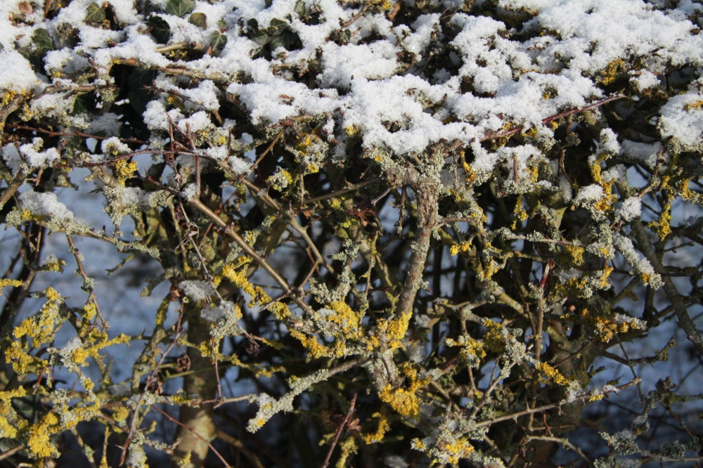 lichen and snow