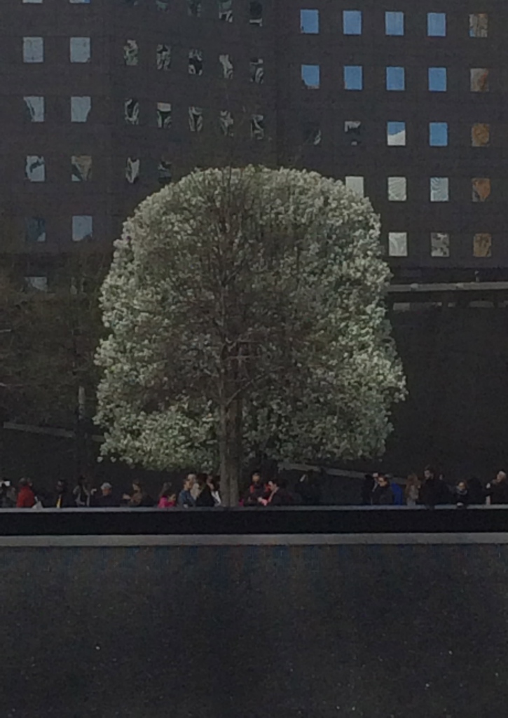 The 9/11 “Survivor Tree” in bloom 🌸🌸 - In Memoriam Sept 11