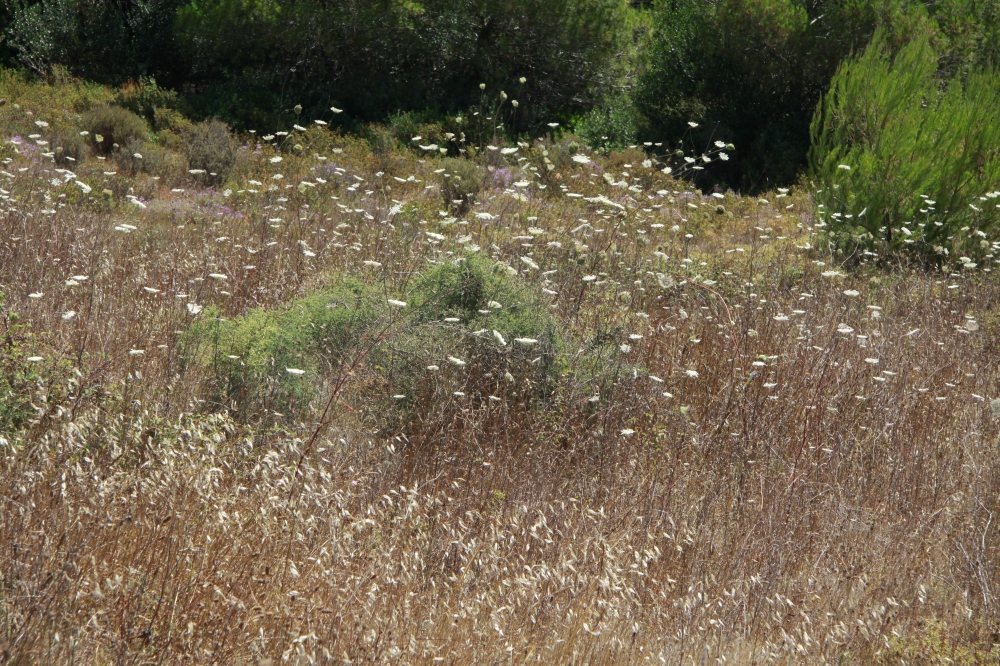 greek meadow