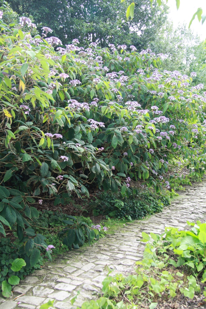 hydrangea villlosa and path