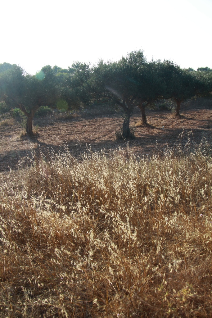 white grass olive trees